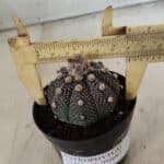 ASTROPHYTUM ASTERIAS “Purple”  Nº 721 – vaso 09