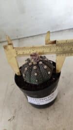 ASTROPHYTUM ASTERIAS “Purple”  Nº 721 – vaso 09