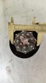 ASTROPHYTUM ASTERIAS “Purple”  Nº 721 – vaso 09 - Imagem 5