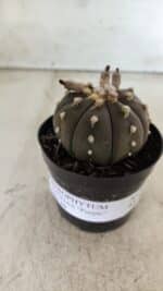 ASTROPHYTUM ASTERIAS “Purple”  Nº 722 – vaso 09 - Imagem 2