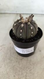 ASTROPHYTUM ASTERIAS “Purple”  Nº 722 – vaso 09 - Imagem 9