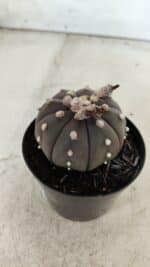 ASTROPHYTUM ASTERIAS “Purple”  Nº 722 – vaso 09 - Imagem 8