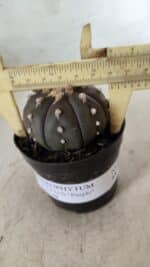 ASTROPHYTUM ASTERIAS “Purple”  Nº 722 – vaso 09 - Imagem 5