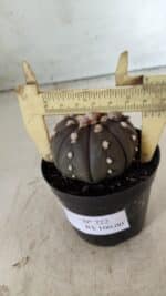 ASTROPHYTUM ASTERIAS “Purple”  Nº 722 – vaso 09 - Imagem 4