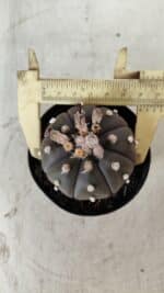 ASTROPHYTUM ASTERIAS “Purple”  Nº 722 – vaso 09