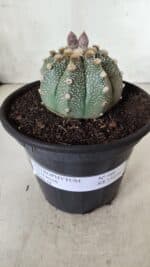 ASTROPHYTUM ASTERIAS Nº 380 – vaso 15 - Imagem 2