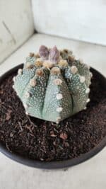 ASTROPHYTUM ASTERIAS Nº 380 – vaso 15 - Imagem 9