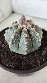 ASTROPHYTUM ASTERIAS Nº 380 – vaso 15 - Imagem 8