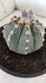 ASTROPHYTUM ASTERIAS Nº 380 – vaso 15 - Imagem 7