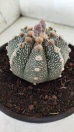 ASTROPHYTUM ASTERIAS Nº 380 – vaso 15 - Imagem 6