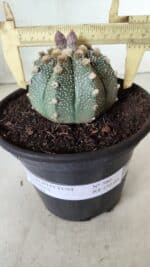 ASTROPHYTUM ASTERIAS Nº 380 – vaso 15 - Imagem 4