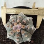 ASTROPHYTUM ASTERIAS Nº 380 – vaso 15