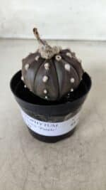 ASTROPHYTUM ASTERIAS “Purple”  Nº 716 – vaso 09 - Imagem 2