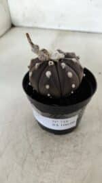 ASTROPHYTUM ASTERIAS “Purple”  Nº 716 – vaso 09 - Imagem 9