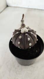 ASTROPHYTUM ASTERIAS “Purple”  Nº 716 – vaso 09 - Imagem 8