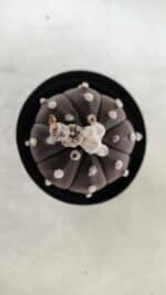 ASTROPHYTUM ASTERIAS “Purple”  Nº 716 – vaso 09 - Imagem 3