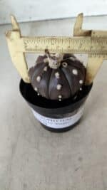 ASTROPHYTUM ASTERIAS “Purple”  Nº 716 – vaso 09