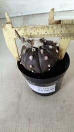 ASTROPHYTUM ASTERIAS “Purple”  Nº 716 – vaso 09 - Imagem 7