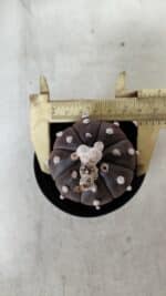 ASTROPHYTUM ASTERIAS “Purple”  Nº 716 – vaso 09 - Imagem 5