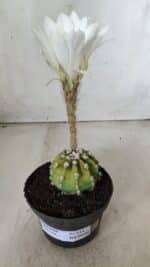 CACTOS  Nº 111 – vaso 09 - Imagem 2