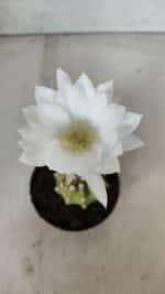 CACTOS  Nº 111 – vaso 09 - Imagem 4