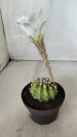 CACTOS  Nº 111 – vaso 09 - Imagem 7