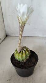 CACTOS  Nº 111 – vaso 09 - Imagem 6