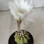 CACTOS  Nº 111 – vaso 09