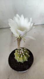 CACTOS  Nº 111 – vaso 09