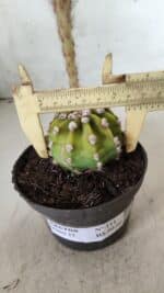 CACTOS  Nº 111 – vaso 09 - Imagem 5