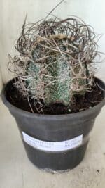 ASTROPHYTUM CAPRICÓRNIO Nº 385 – vaso 20 - Imagem 2