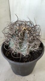 ASTROPHYTUM CAPRICÓRNIO Nº 385 – vaso 20 - Imagem 3