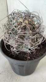 ASTROPHYTUM CAPRICÓRNIO Nº 385 – vaso 20 - Imagem 7