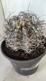 ASTROPHYTUM CAPRICÓRNIO Nº 385 – vaso 20 - Imagem 6