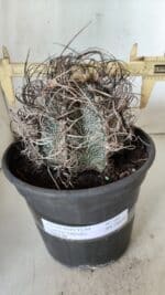 ASTROPHYTUM CAPRICÓRNIO Nº 385 – vaso 20