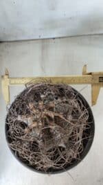 ASTROPHYTUM CAPRICÓRNIO Nº 385 – vaso 20 - Imagem 5