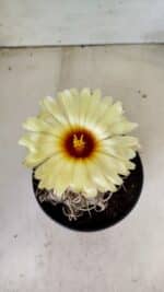 ASTROPHYTUM CAPRICÓRNIO Nº 387 – vaso 15 - Imagem 3