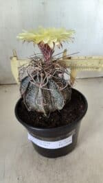 ASTROPHYTUM CAPRICÓRNIO Nº 387 – vaso 15 - Imagem 4