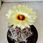 ASTROPHYTUM CAPRICÓRNIO Nº 387 – vaso 15