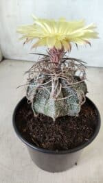 ASTROPHYTUM CAPRICÓRNIO Nº 387 – vaso 15 - Imagem 8