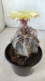 ASTROPHYTUM CAPRICÓRNIO Nº 387 – vaso 15 - Imagem 7