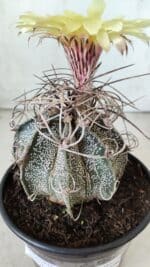 ASTROPHYTUM CAPRICÓRNIO Nº 387 – vaso 15 - Imagem 6