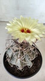 ASTROPHYTUM CAPRICÓRNIO Nº 387 – vaso 15 - Imagem 5