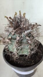 ASTROPHYTUM CAPRICÓRNIO Nº 390 – vaso 20 - Imagem 3