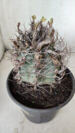 ASTROPHYTUM CAPRICÓRNIO Nº 390 – vaso 20 - Imagem 9