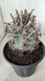 ASTROPHYTUM CAPRICÓRNIO Nº 390 – vaso 20 - Imagem 8