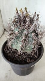 ASTROPHYTUM CAPRICÓRNIO Nº 390 – vaso 20 - Imagem 7