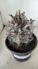 ASTROPHYTUM CAPRICÓRNIO Nº 390 – vaso 20 - Imagem 6