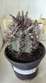 ASTROPHYTUM CAPRICÓRNIO Nº 390 – vaso 20