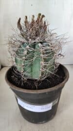 ASTROPHYTUM CAPRICÓRNIO Nº 392 – vaso 20 - Imagem 2